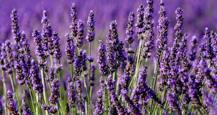 lavanda