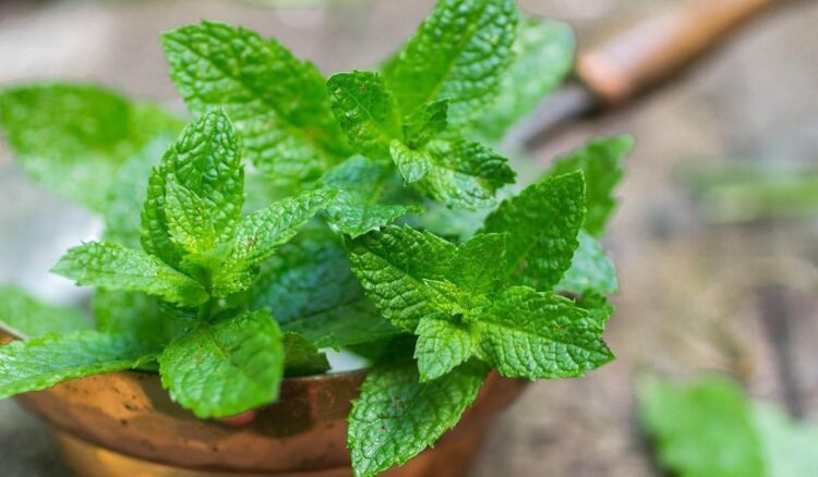 peppermint incense