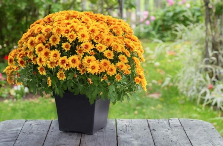 chrysanthème