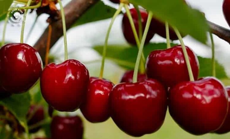 cherry