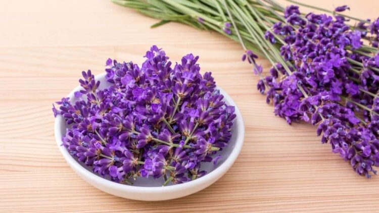 Lavendel