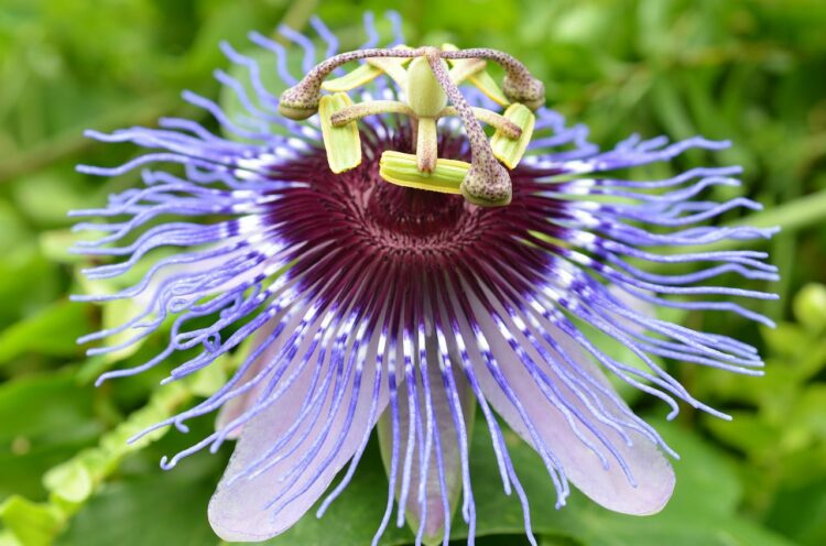 passiflora