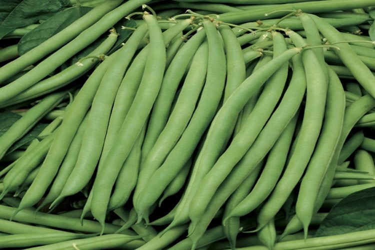 verduras de verano