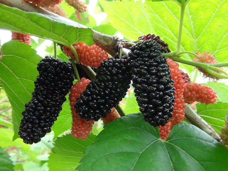 verduras de verano